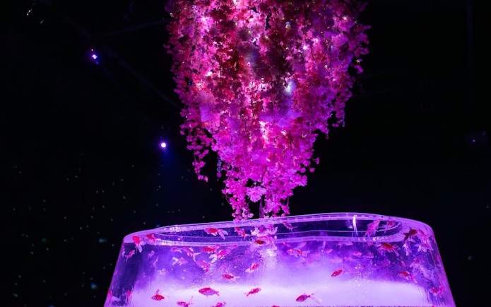 Illuminated aquarium with pink cherry blossoms at Art Aquarium Museum GINZA.