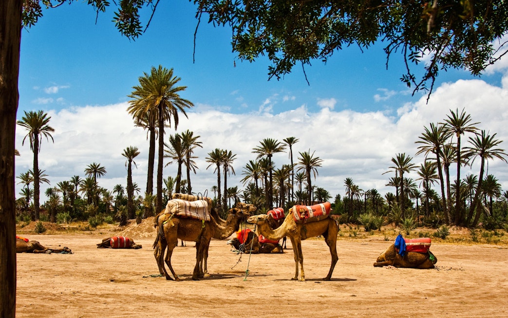 Camels resting under palm trees in Palmeraie desert landscape.
