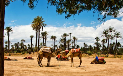 Camels resting under palm trees in Palmeraie desert landscape.
