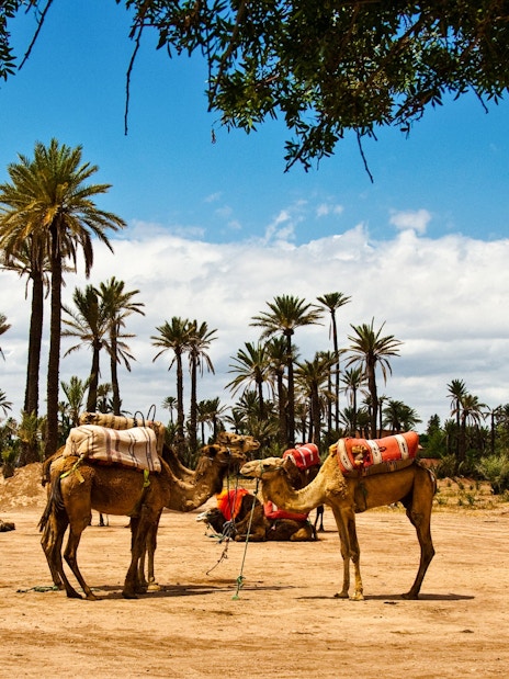 Camels resting under palm trees in Palmeraie desert landscape.