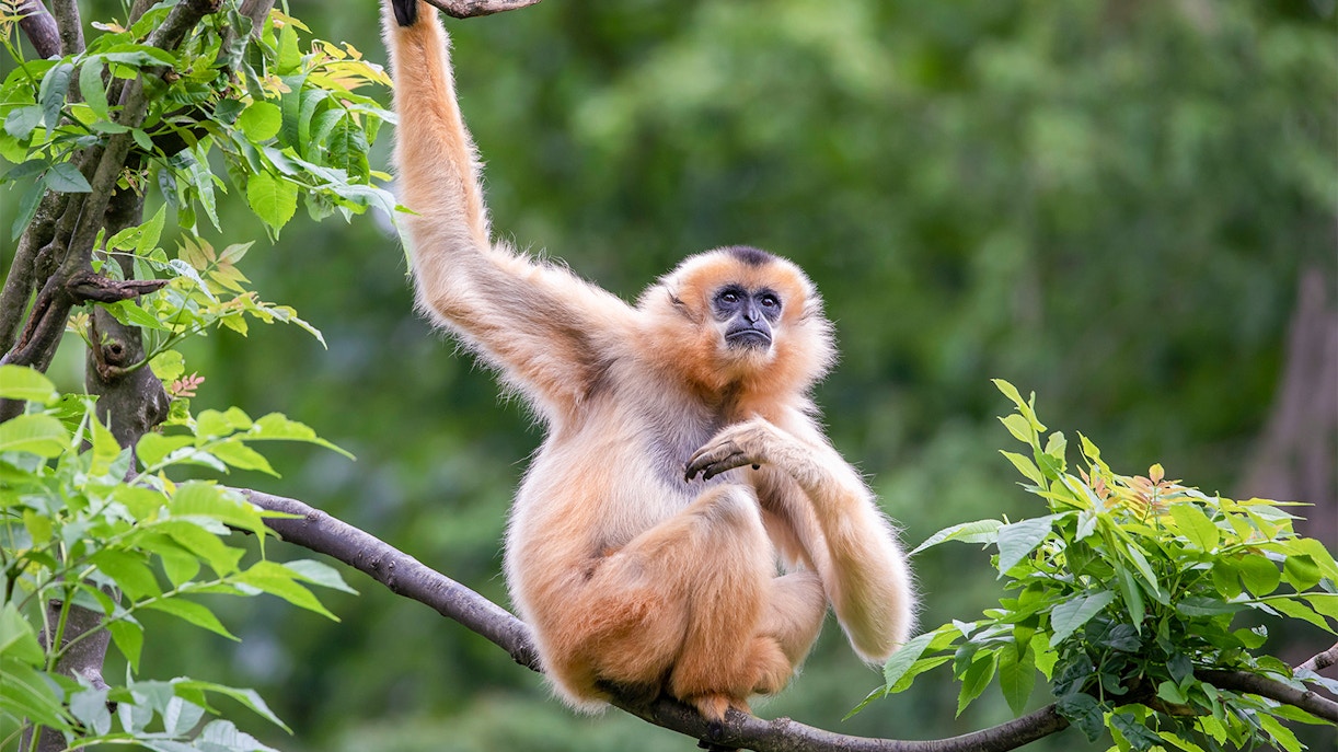 mandarin ducks dubai safari park
