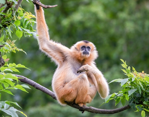 Giraffes and zebras at Dubai Safari Park, showcasing diverse wildlife in a natural habitat.