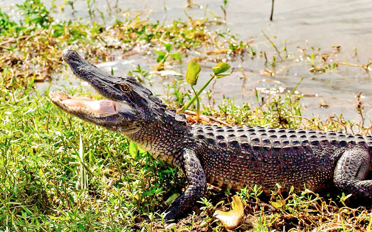 Alligator on a swamp bank during a Small Airboat Swamp Adventure Tour from New Orleans.