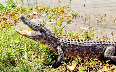 Alligator on a swamp bank during a Small Airboat Swamp Adventure Tour from New Orleans.