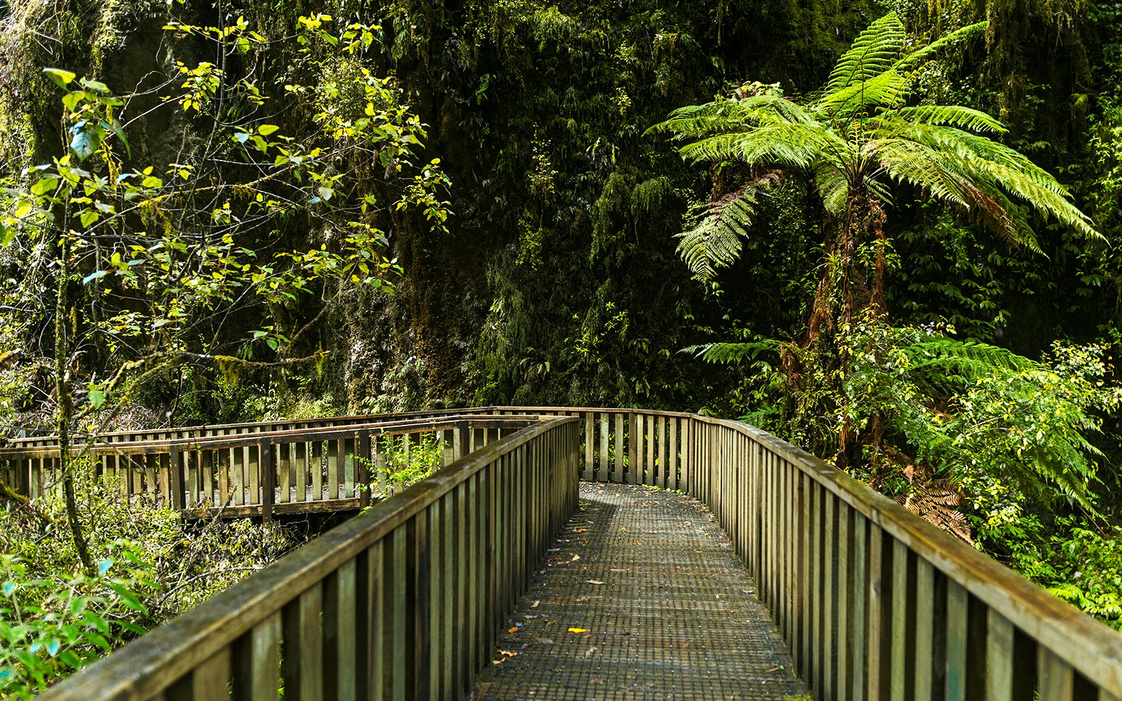 Boardwalk through lush greenery at Ruakuri Bush, Waitomo, New Zealand.