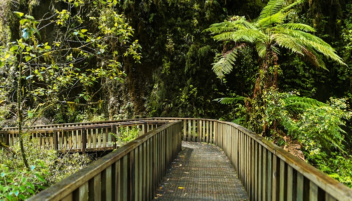 Boardwalk through lush greenery at Ruakuri Bush, Waitomo, New Zealand.