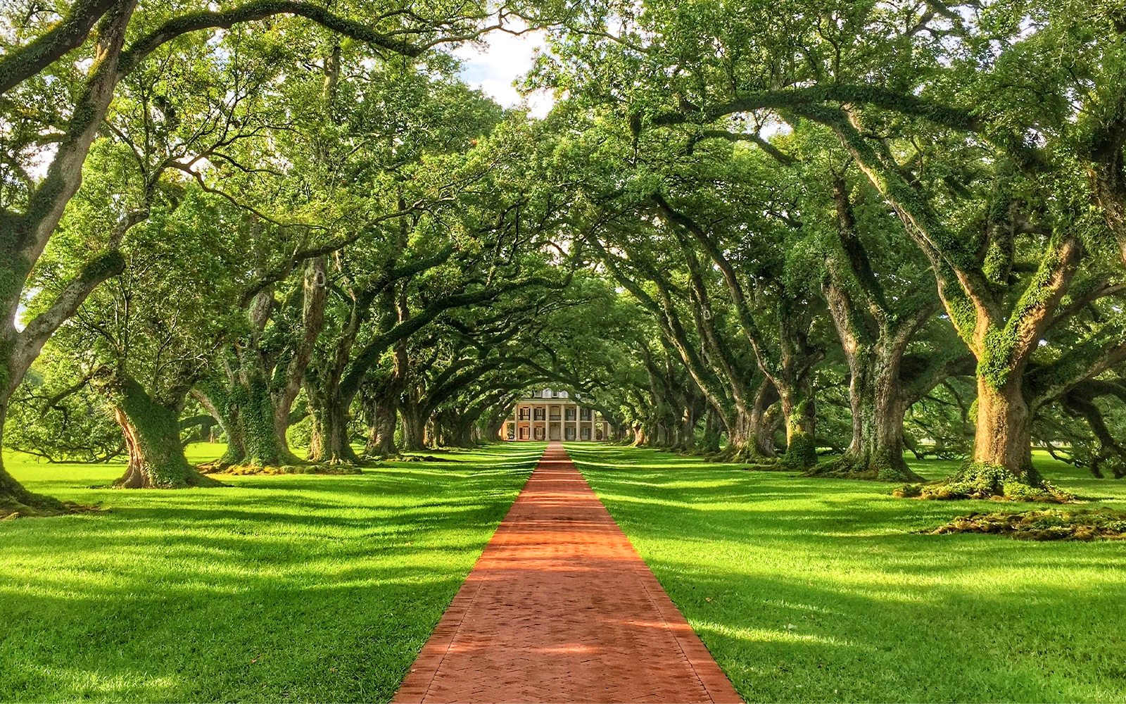 Oak Alley Plantation path lined with oak trees, part of Swamp Tour & Oak Alley Plantation Tour.