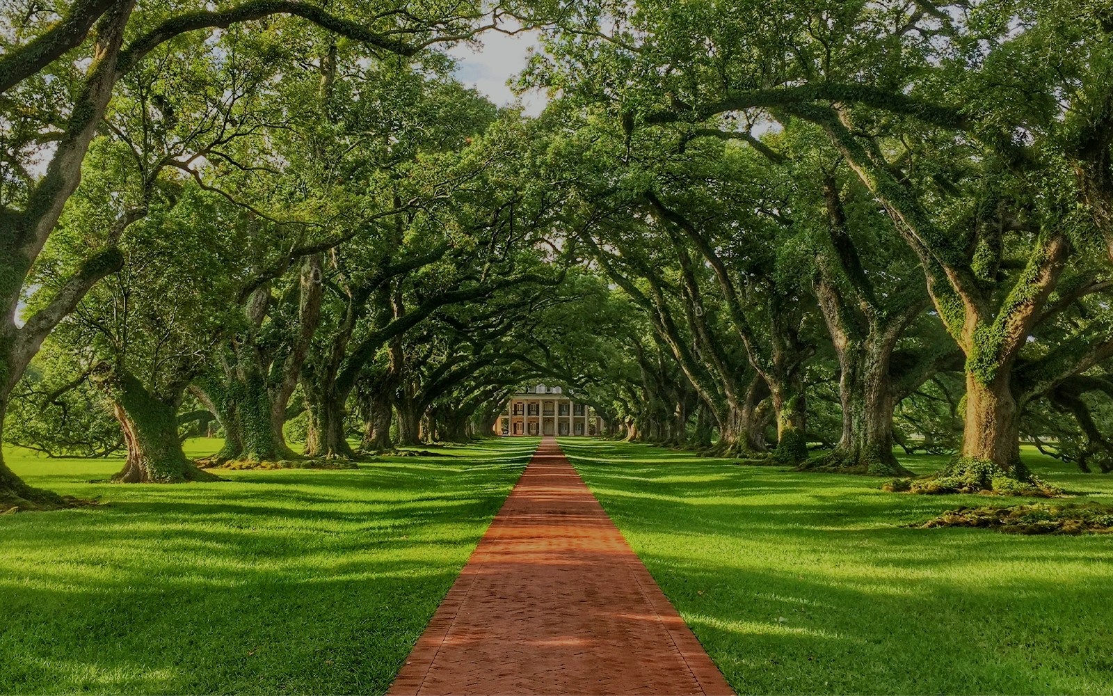 Oak Alley Plantation path lined with oak trees, part of Swamp Tour & Oak Alley Plantation Tour.