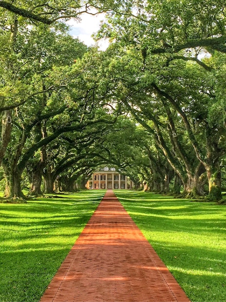 Oak Alley Plantation path lined with oak trees, part of Swamp Tour & Oak Alley Plantation Tour.