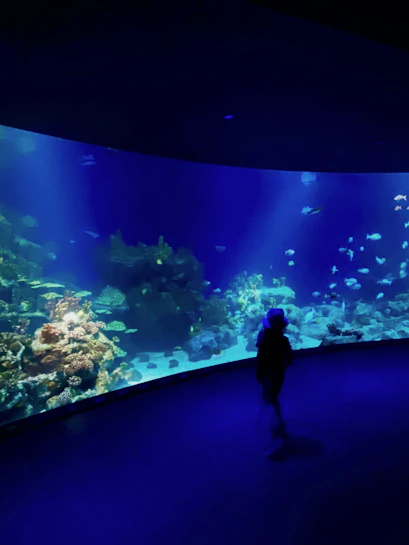 Large aquarium tank with coral and fish at Downtown Aquarium Houston.