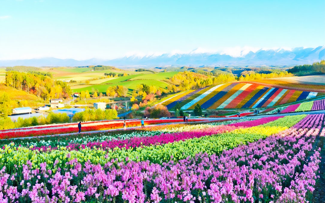 Colorful flower fields in Furano, Hokkaido, with distant mountains on a guided tour.