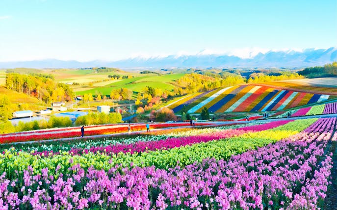 Colorful flower fields in Furano, Hokkaido, with distant mountains on a guided tour.