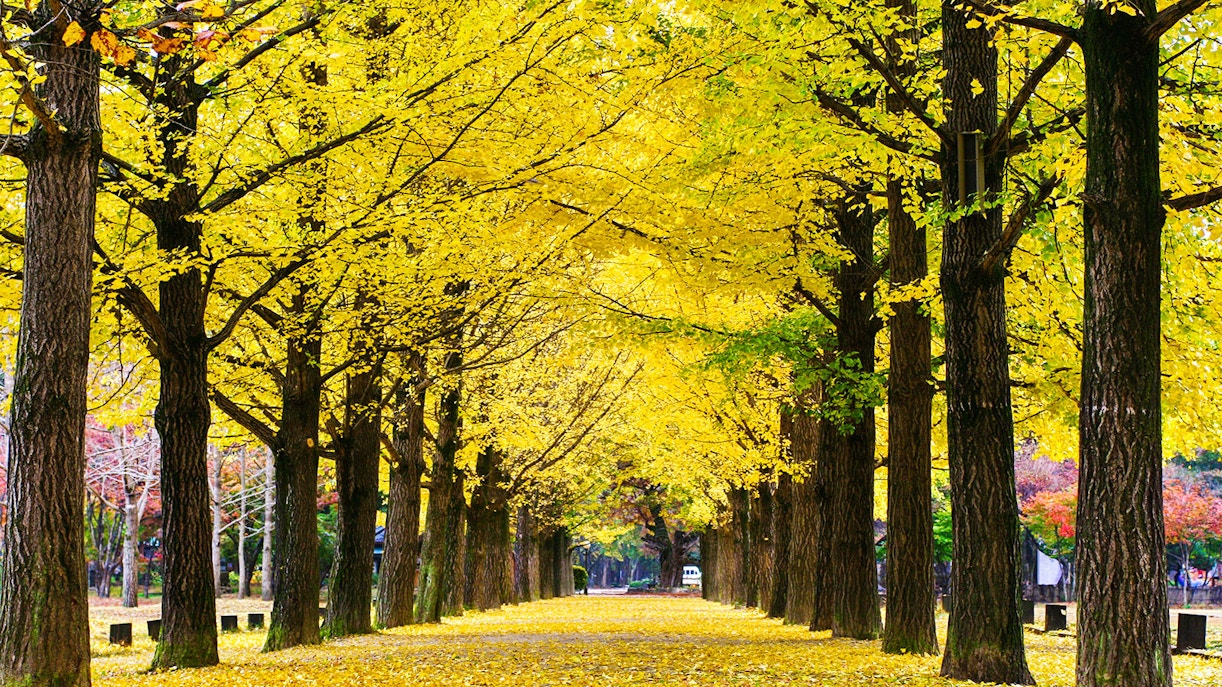 Nami Island