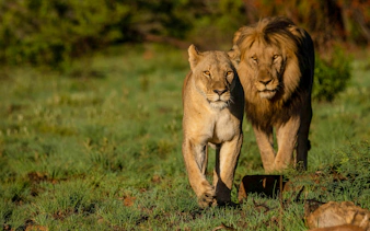 Lion and lioness walking through grassland in a wildlife reserve.