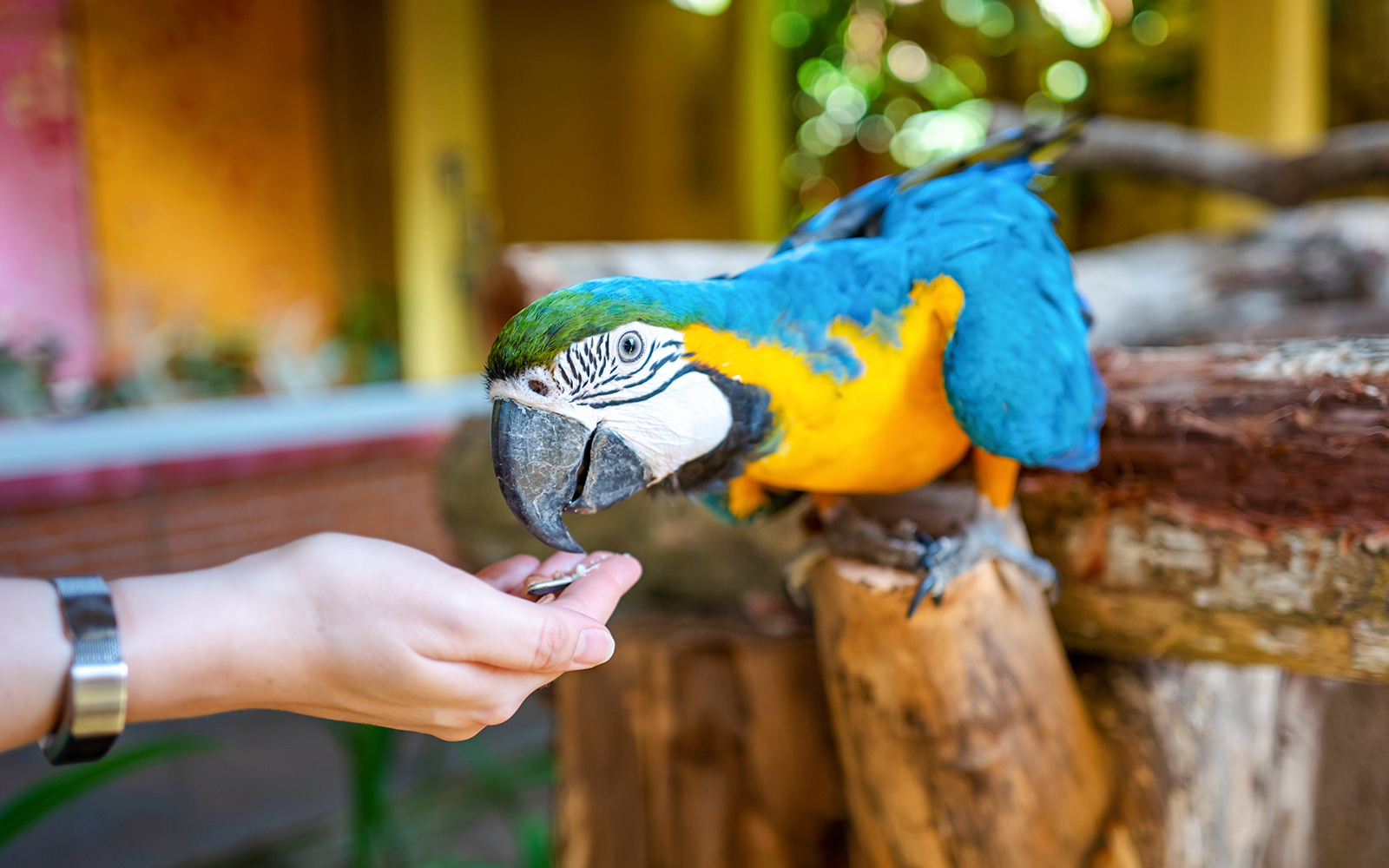 Parrot being fed at Langkawi Wildlife Park.
