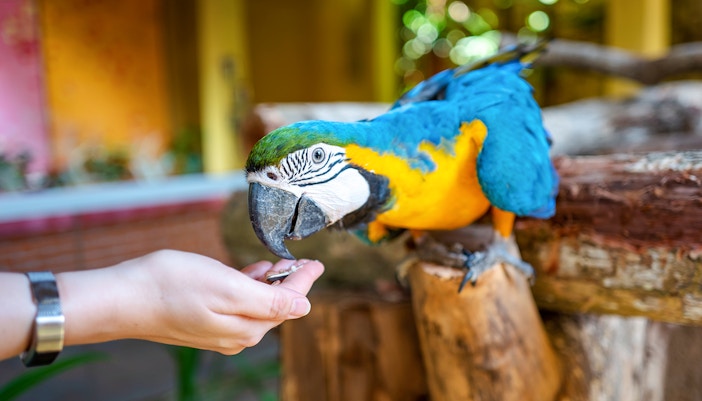 Feeding parrot at Langkawi Wildlife Park
