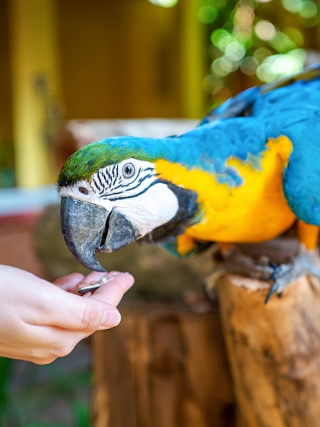Parrot being fed at Langkawi Wildlife Park.