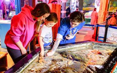Guests exploring touch pool at SEA Life Brighton.