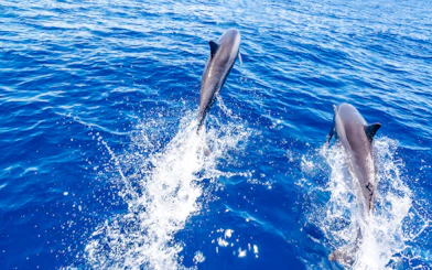 Dolphins swimming in blue water during Manavgat River to Dolphin Island Cruise.