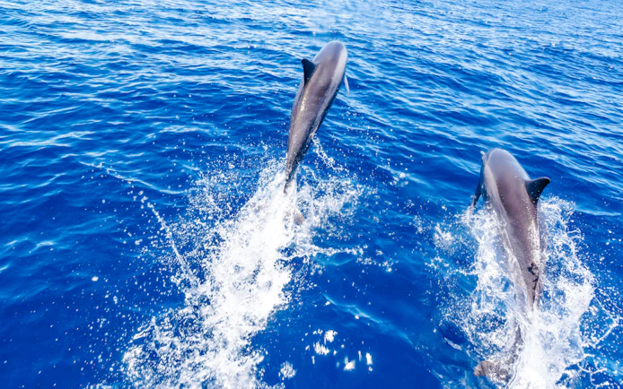 Dolphins swimming in blue water during Manavgat River to Dolphin Island Cruise.
