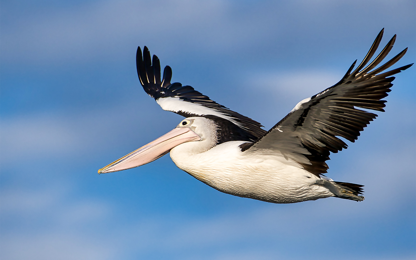 Pelican at Lisbon Zoo
