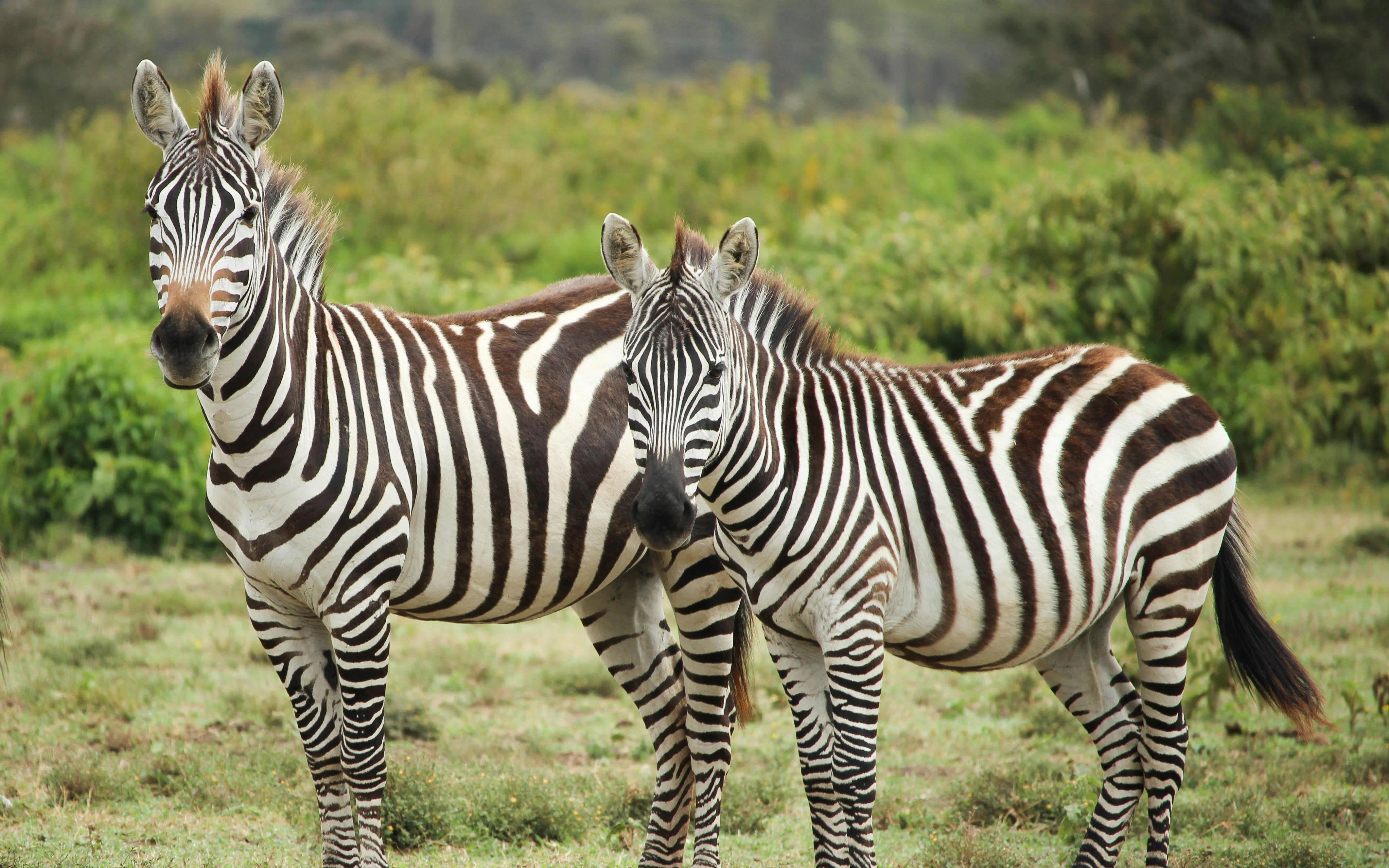 Zebras standing 