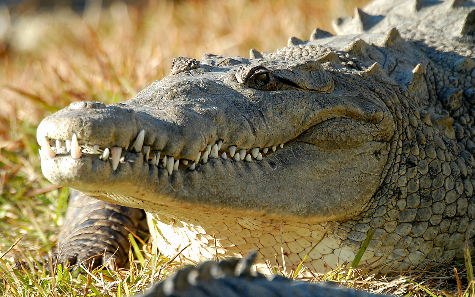 Saltwater crocodiles at Gatorland