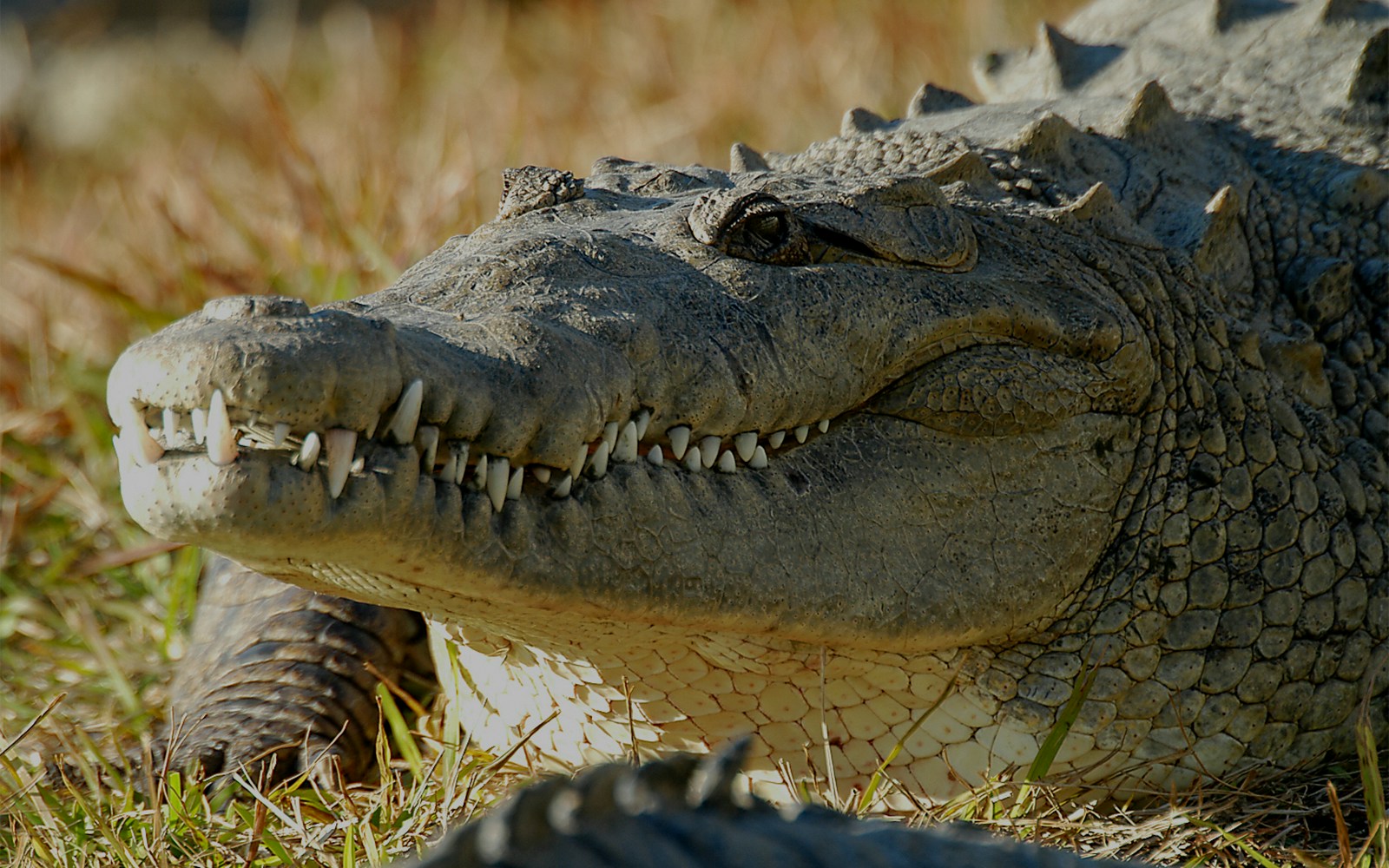 Saltwater crocodiles at Gatorland