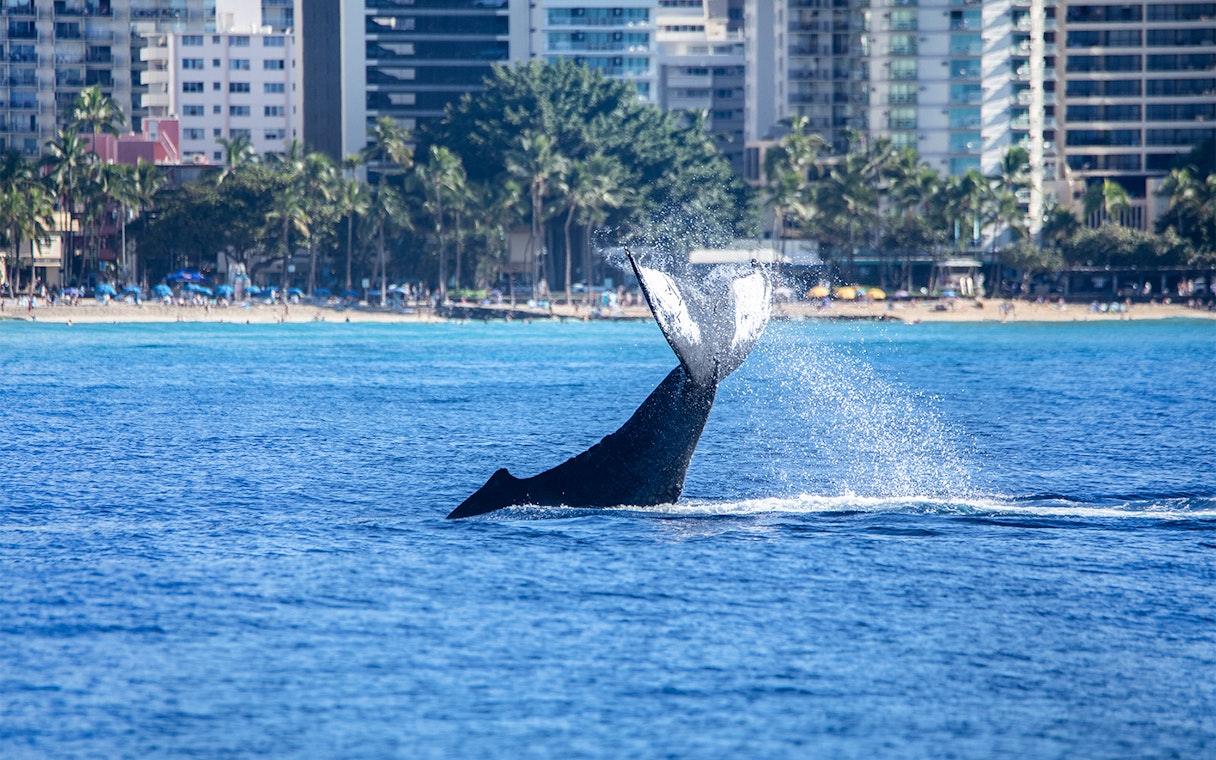 Whale tail breaching near Oahu shoreline during a cruise trip.