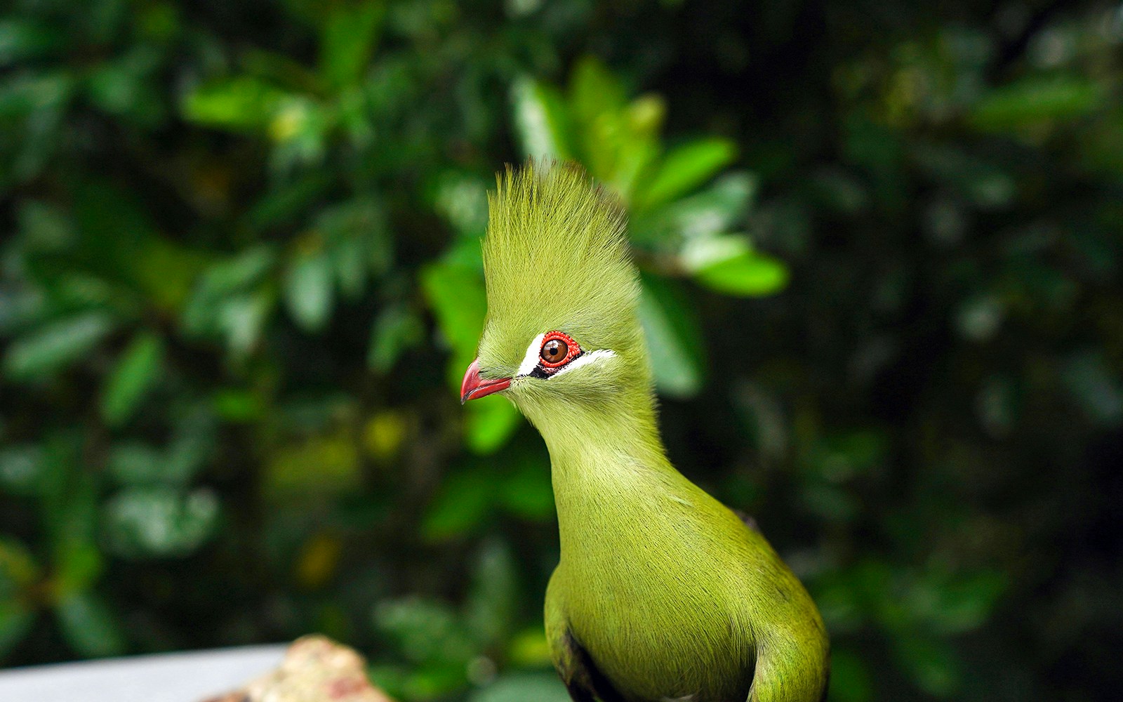 A Turaco on a tree at Bird Paradise Singapore