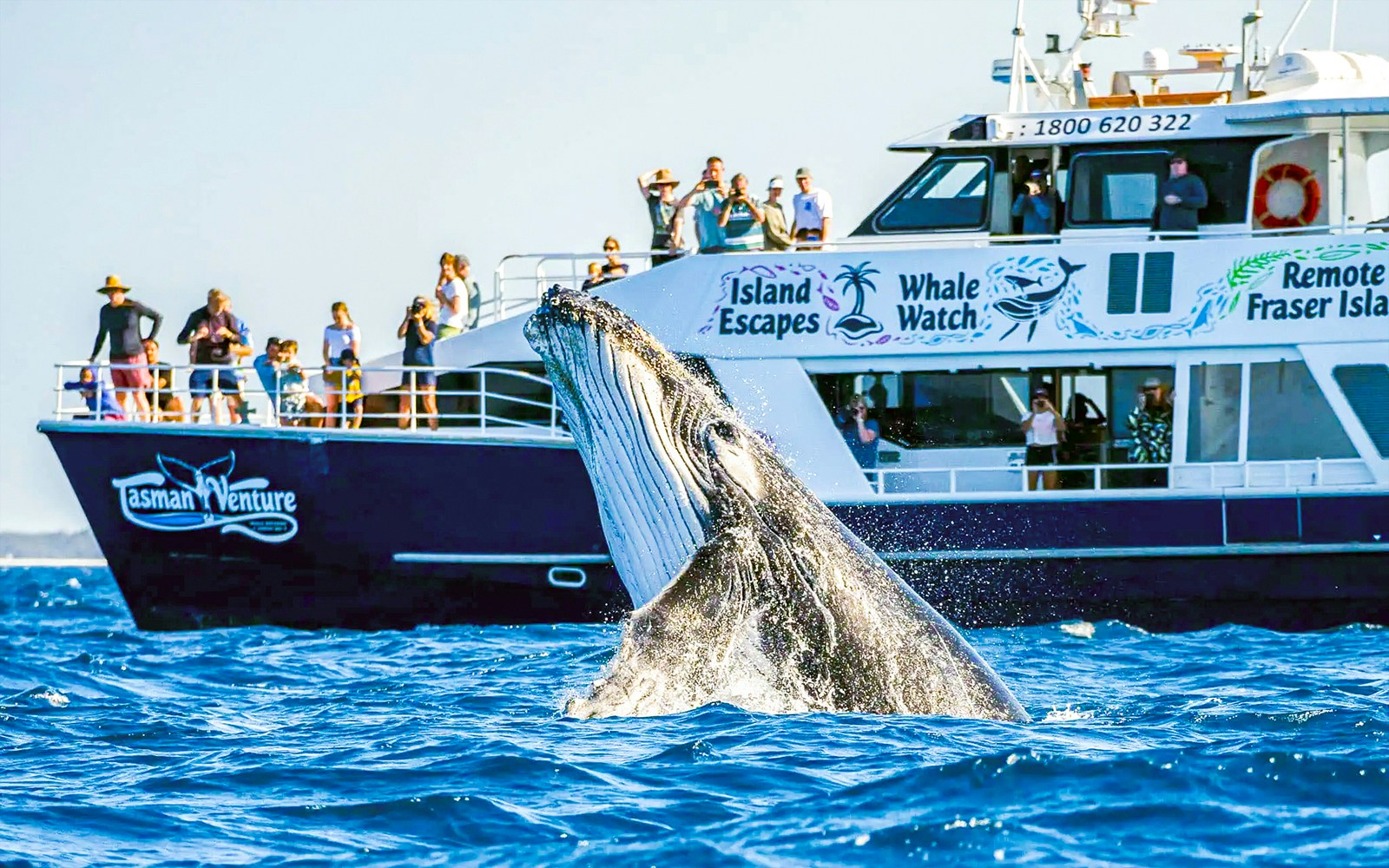 Whale breaching near tour boat with tourists on Fraser Island whale watching trip.