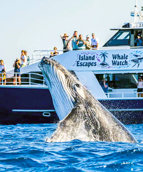 Whale breaching near tour boat with tourists on Fraser Island whale watching trip.