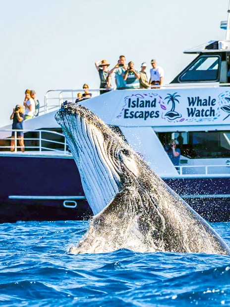Whale breaching near tour boat with tourists on Fraser Island whale watching trip.