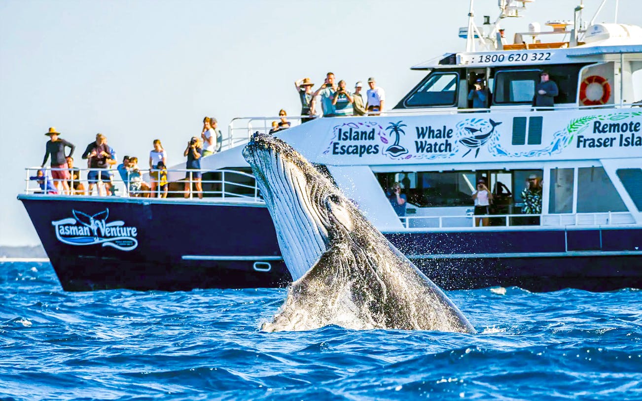 Whale breaching near tour boat with tourists on Fraser Island whale watching trip.