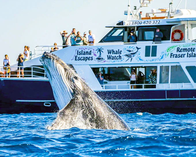 From Hervey Bay: K'gari (Fraser Island) Whale Watching Cruise