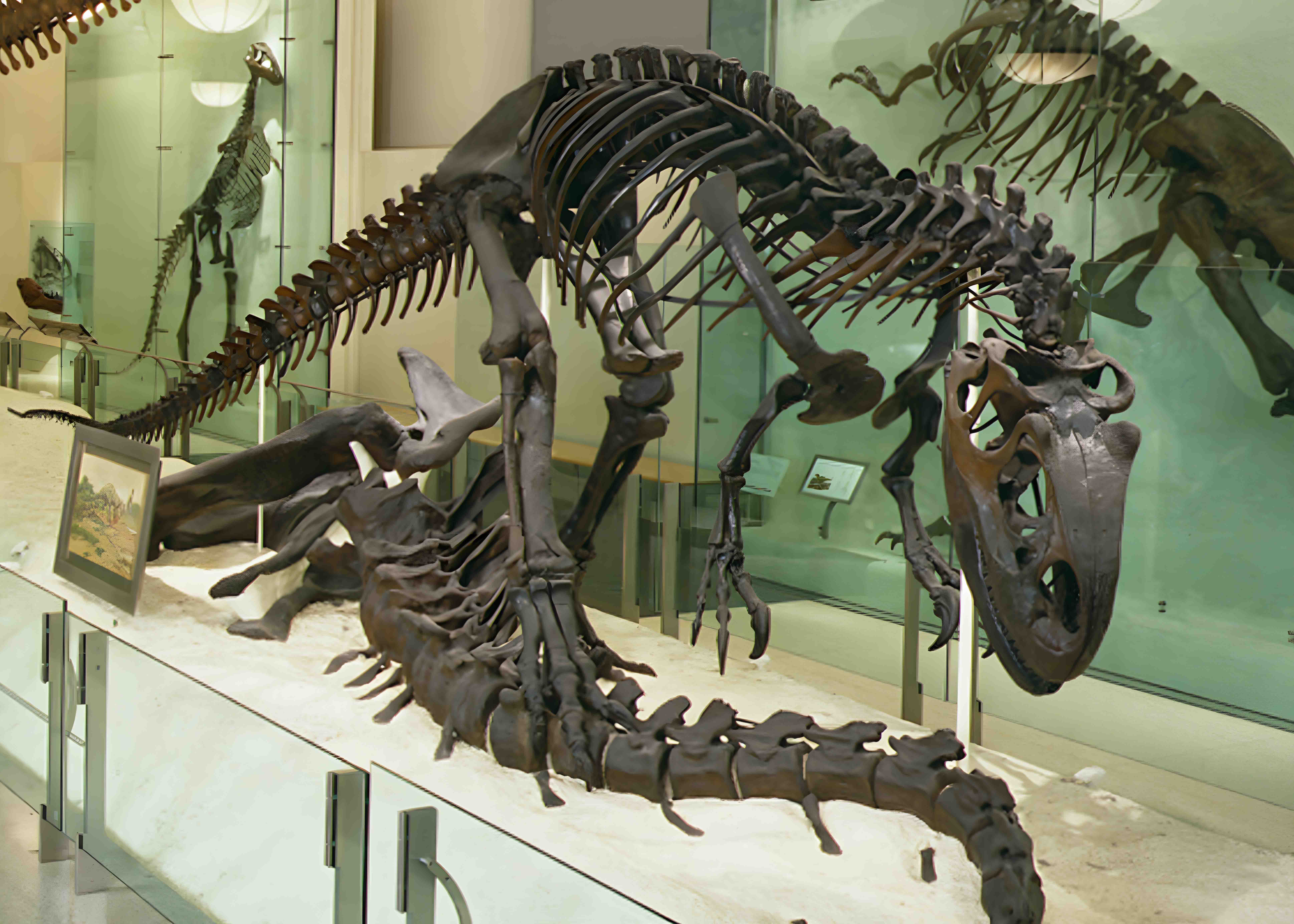 Allosaurus and Barosaurus skeletons displayed in a natural history museum exhibit.