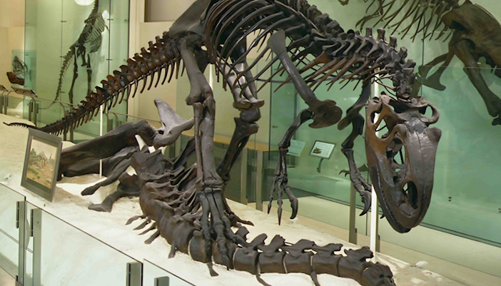 Allosaurus and Barosaurus skeletons displayed in a natural history museum exhibit.