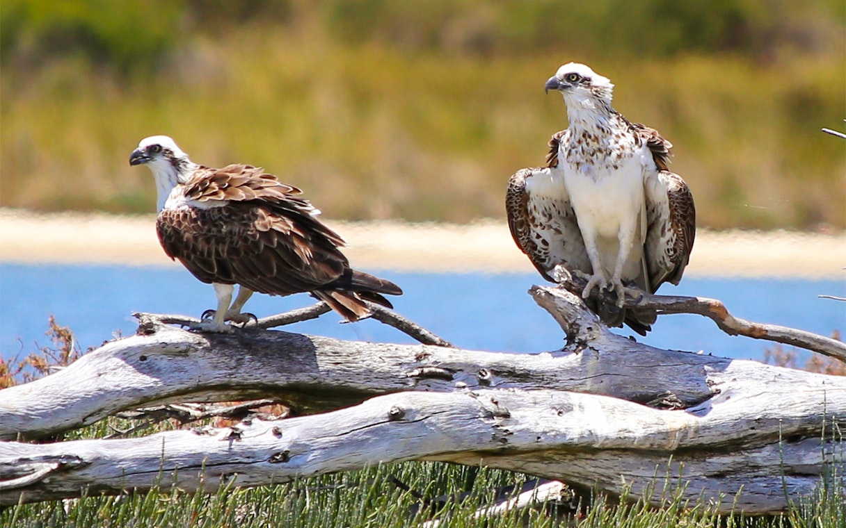 Ospreys perched on driftwood along the Murray River during a lunch cruise.