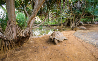 Giant Seychelles turtle near pond in La Vanille natural park, Mauritius.