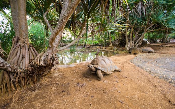 Giant Seychelles turtle near pond in La Vanille natural park, Mauritius.