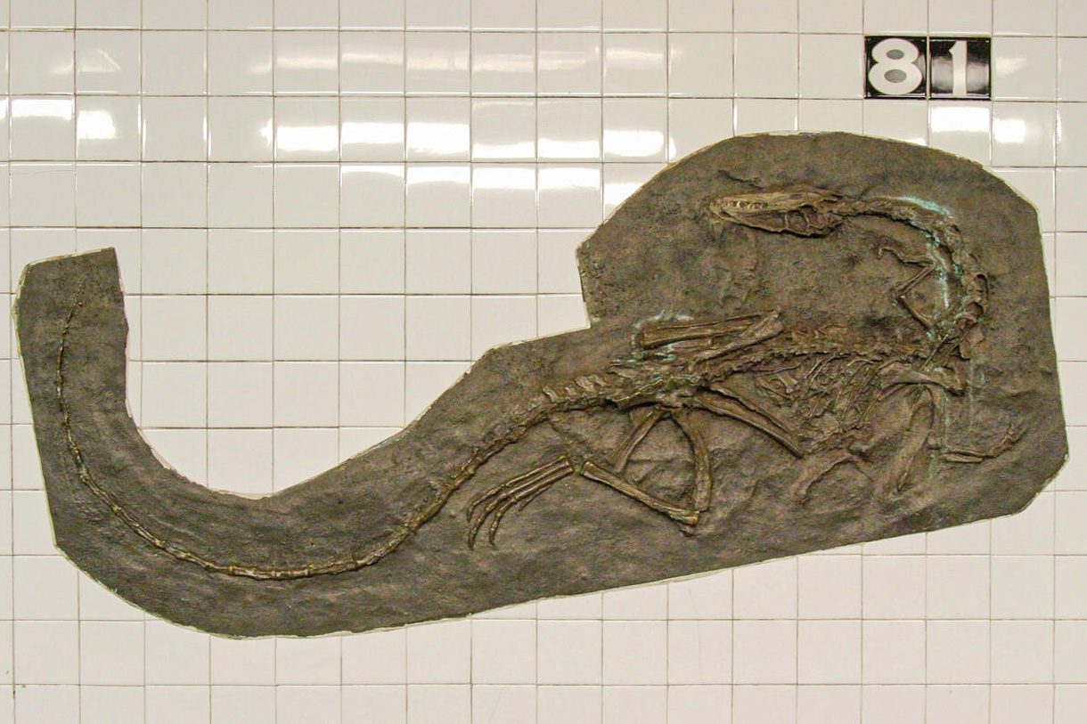 American Museum of Natural History