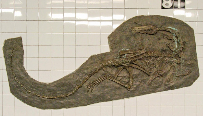 American Museum of Natural History