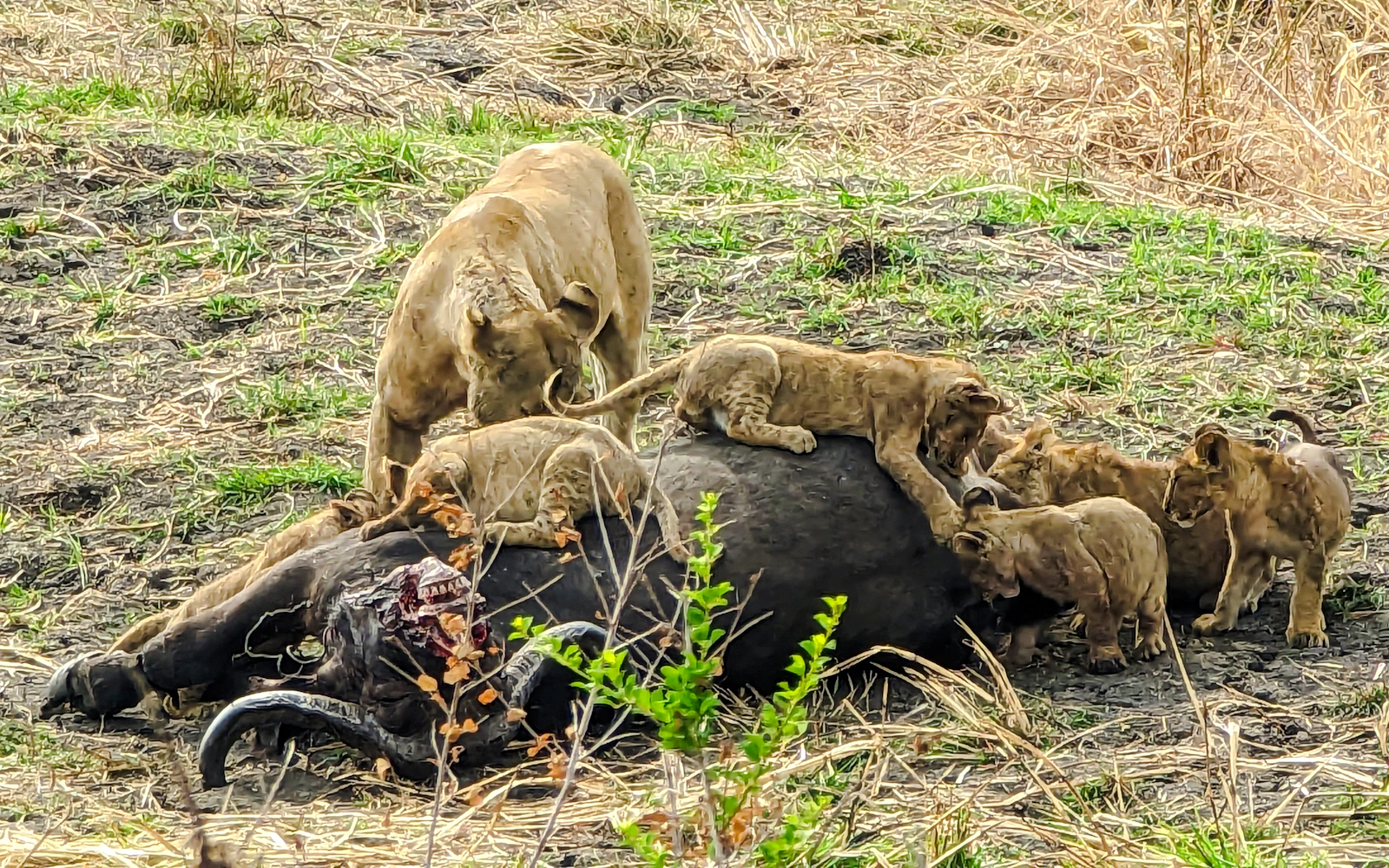 From Dar es Salaam: Mikumi National Park Safari Day Trip by SGR Train