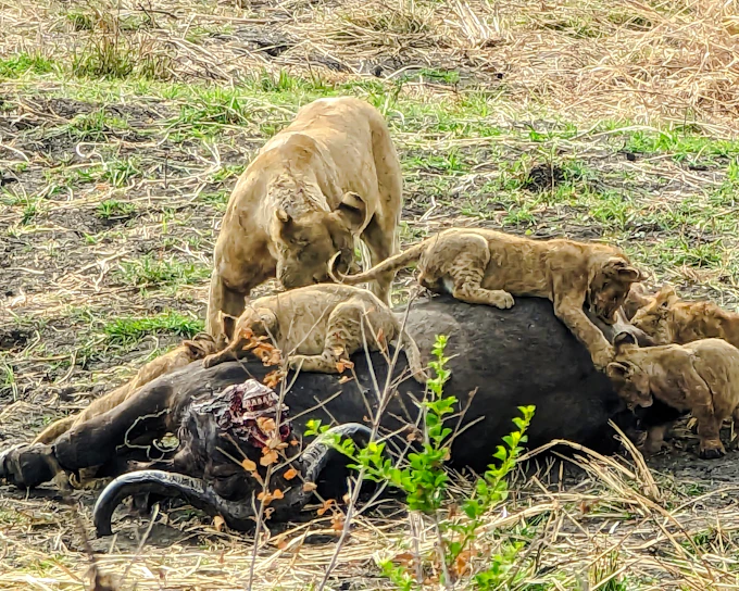 From Dar es Salaam: Mikumi National Park Safari Day Trip by SGR Train