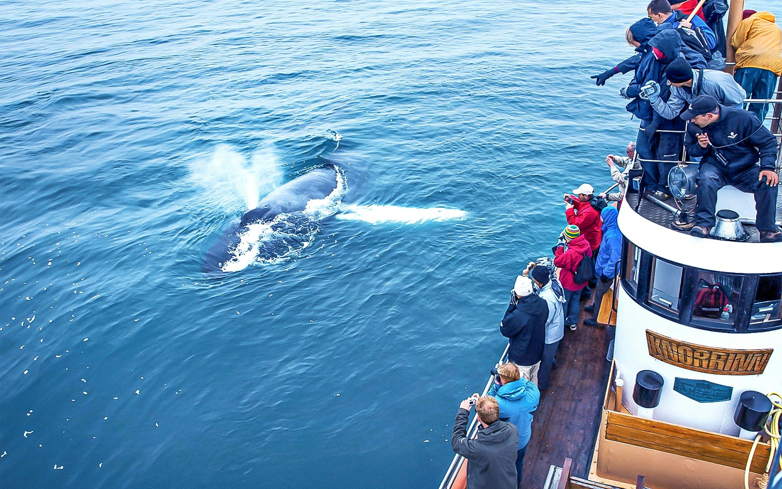 Guests on a boat watching a whale in Eyjafjörður, Iceland.