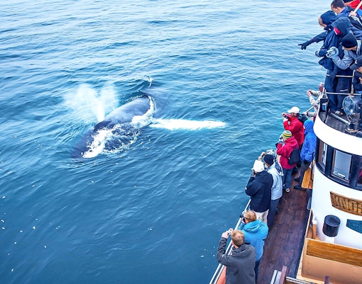 Guests on a boat watching a whale in Eyjafjörður, Iceland.