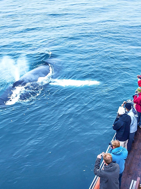 Guests on a boat watching a whale in Eyjafjörður, Iceland.