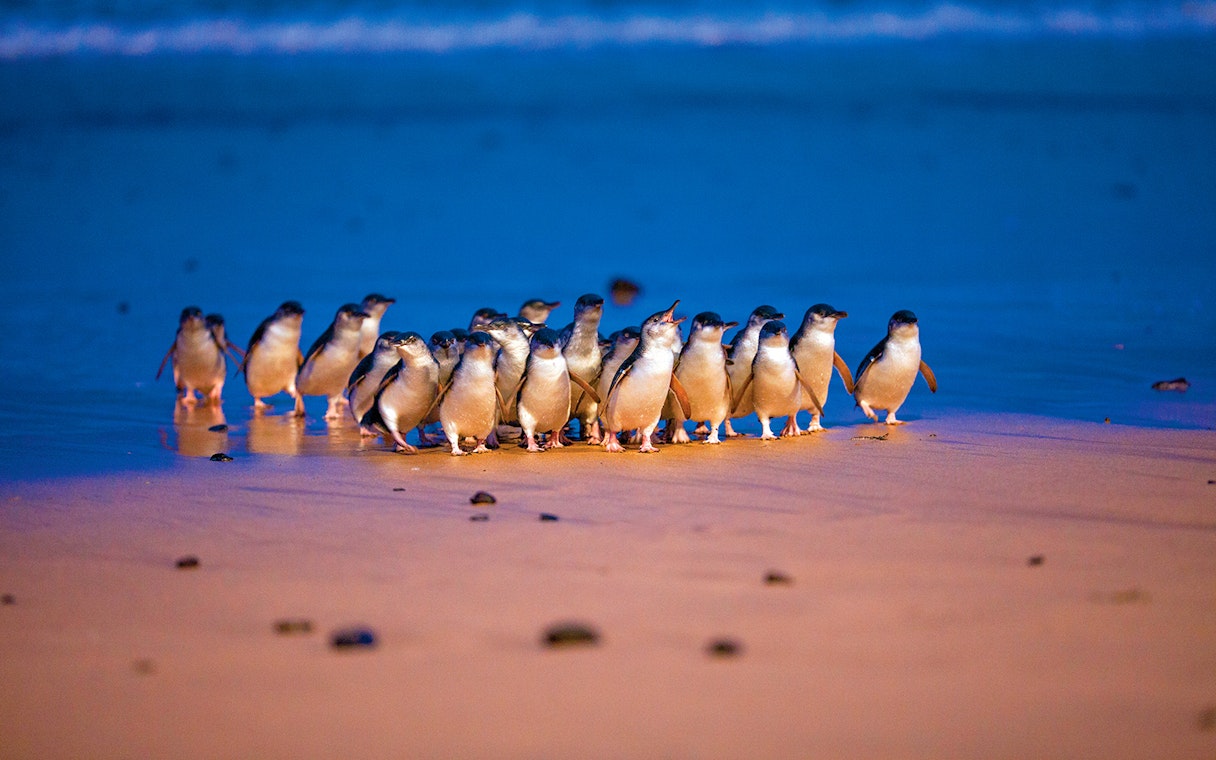 Penguins walking on the beach at dusk during the Penguin Parade, Phillip Island.