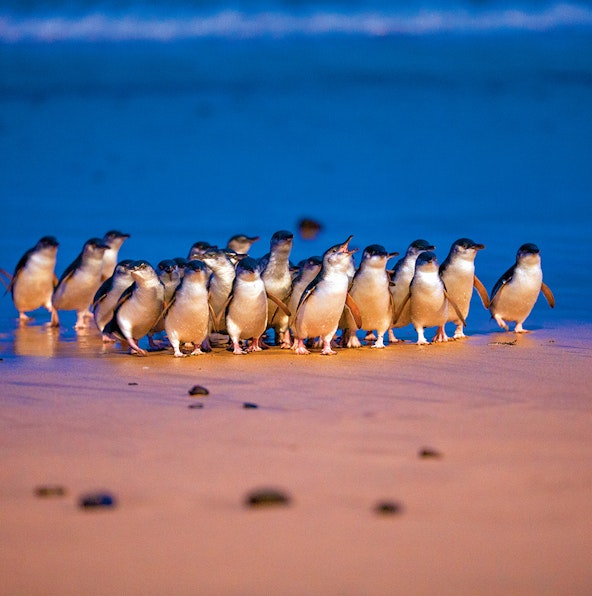 Phillips Island Nature Parks: Where penguins parade and koalas whisper