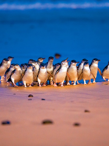 Penguins walking on the beach at dusk during the Penguin Parade, Phillip Island.